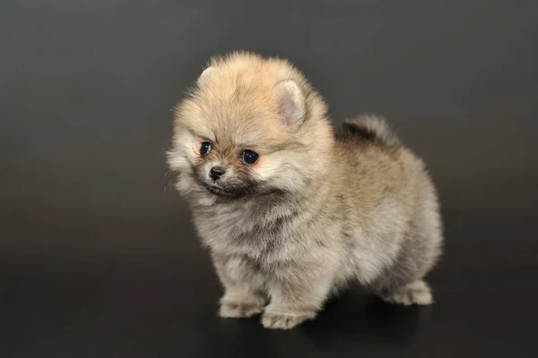 Yakışıklı Uzun Saçlı Krem Renk Minyatür Almanca Spitz Köpek Yavrusu — Stok fotoğraf