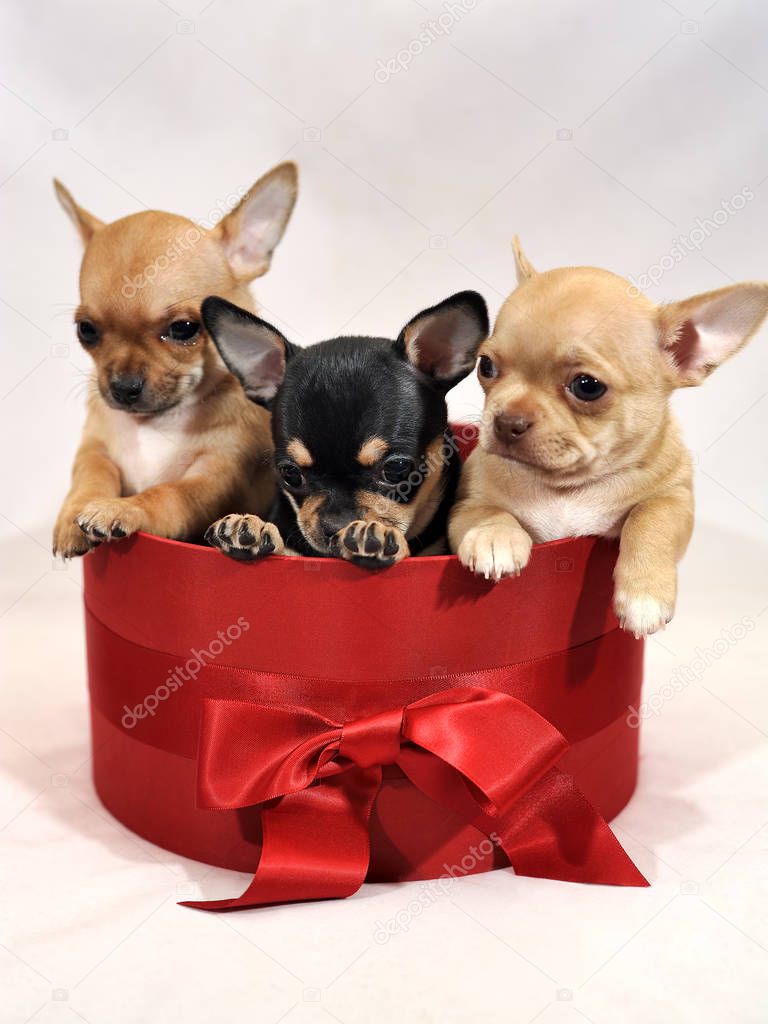 Three cute Chihuahua puppies in a red gift box on white background.