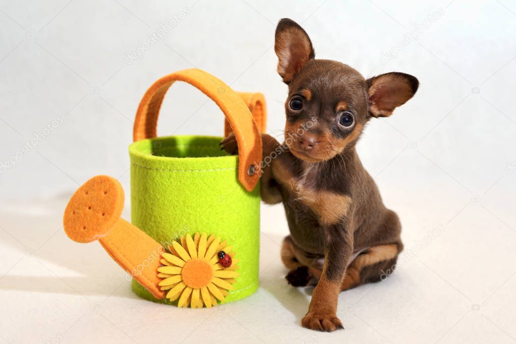 Russkiy toy terrier puppy with watering-can