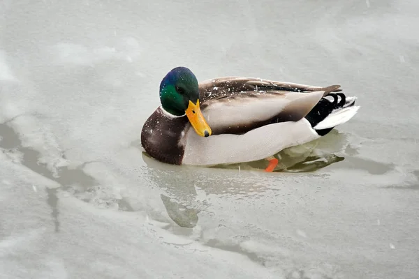 Moscou Russie Canard Dans Glace Sur Rivière Moscou Portrait Joli — Photo