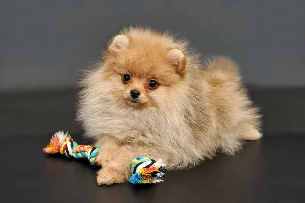 Κουτάβι Pomeranian Spitz με σχοινί πολύχρωμο παιχνίδι — Φωτογραφία Αρχείου
