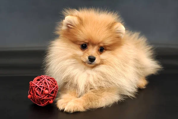 Pomeranian Spitz valp med röd boll — Stockfoto