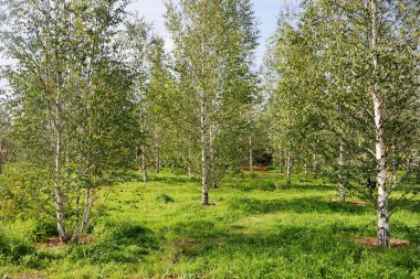 MOSCOW, RUSSIA - bir huş ağacı koruluğunda. Zaryadye Parkı 'na dikilen Primorsky Kray (Rusya' nın Uzak Doğu Federal Bölgesi) ağaçlarının manzarası.