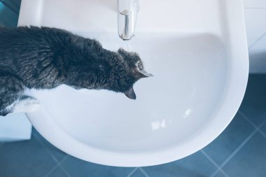 kedi duran lavabo içme suyu musluk üzerinde üstten görünüm
