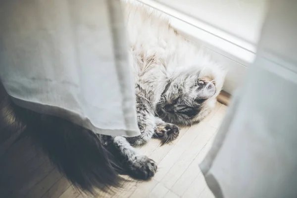fluffy cat lying behind curtain on wooden floor sleeping