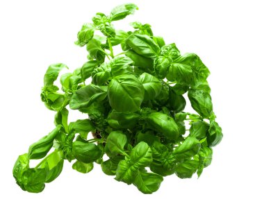 Beyaz arka plan üzerinde fesleğen bitki üstten görünüm