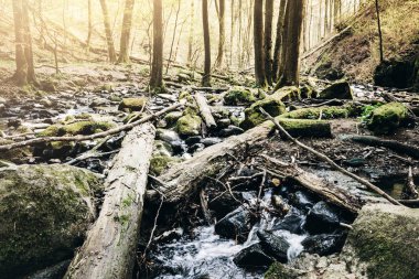 doğal bakir orman dereye