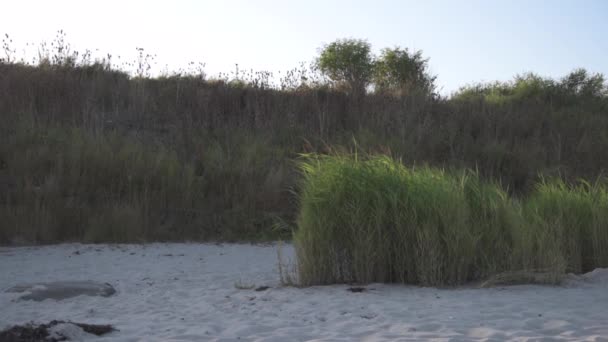 Cañas que se mueven en el viento ligero en la playa de arena marina báltica — Vídeo de stock