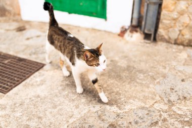 İspanyol köyü kaldırımda genç kedi