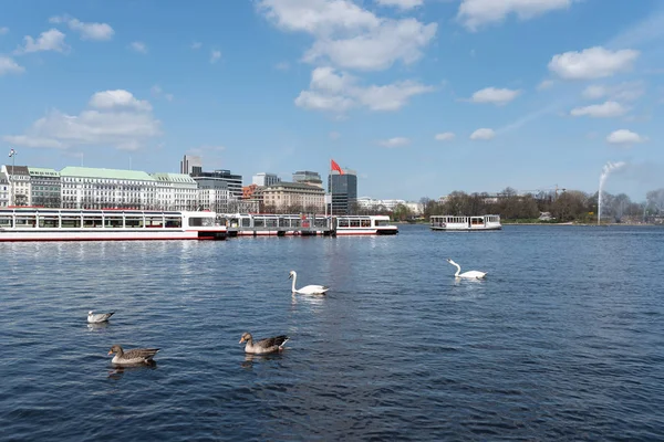 Aves aquáticas no Lago Alster em Hamburgo, Alemanha — Fotografia de Stock