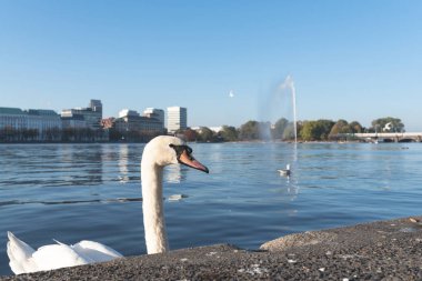Hamburg, Almanya Alster göl kenarında kuğu