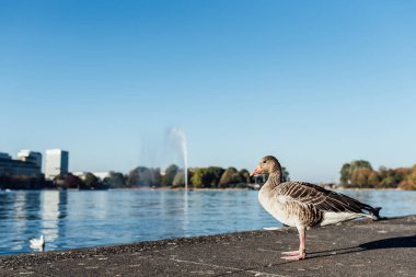Gri kaz lakefront Alster Gölü Hamburg, Almanya