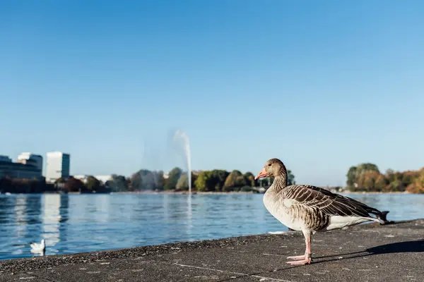 Gri kaz lakefront Alster Gölü Hamburg, Almanya