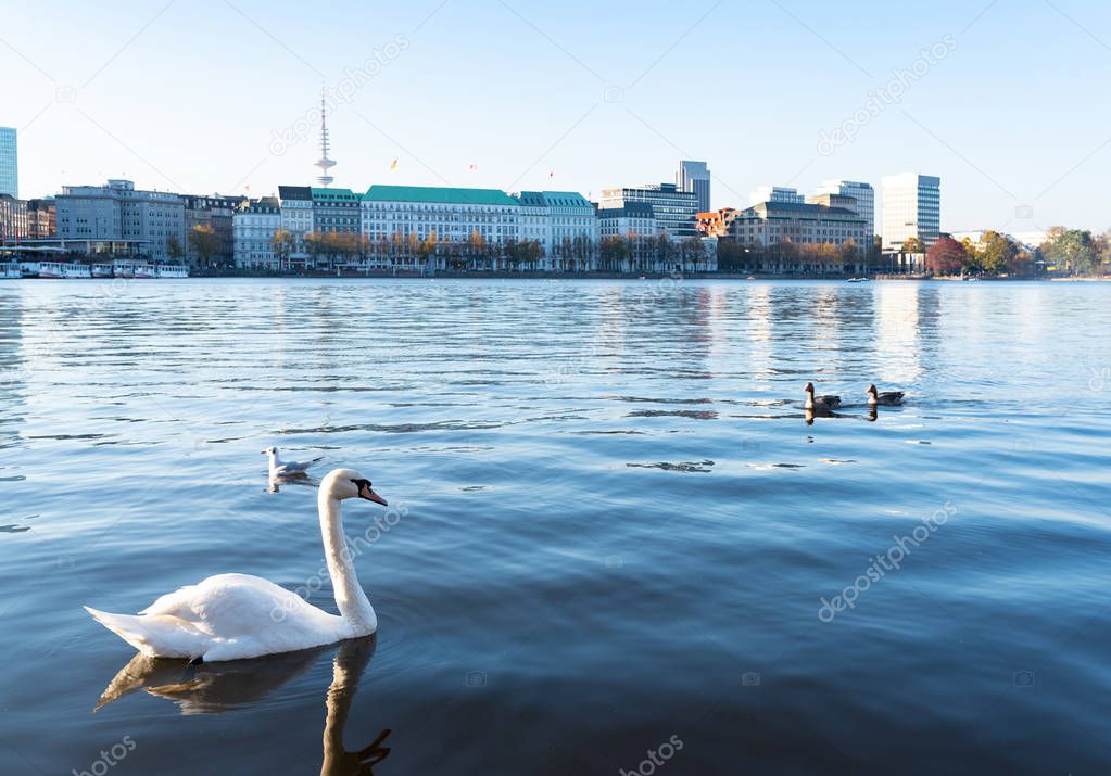 swan on Alster Lake in Hamburg, Germany