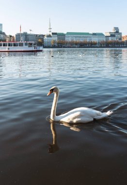 Hamburg, Almanya Alster göl kenarında kuğu