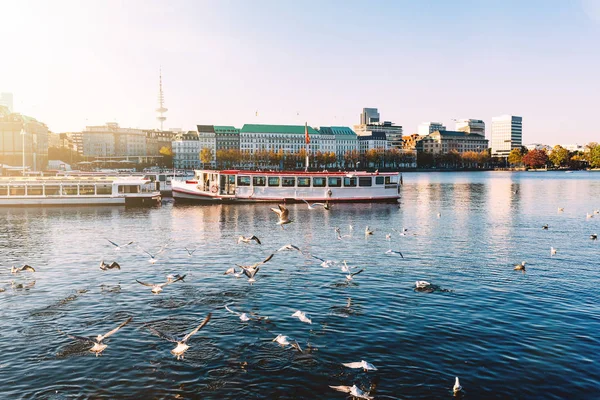 Gaivotas e embarcações de passageiros em Alster Lake, em Hamburgo — Fotografia de Stock