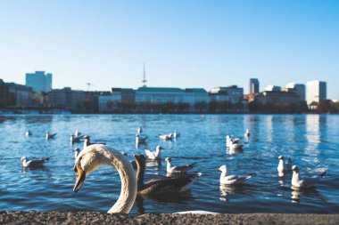 Hamburg, Almanya Alster Gölü quay duvarın arkasında gösterilen kuğu Başkanı