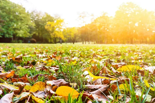 Rasen und Herbstlaub an sonnigen Tagen — Stockfoto