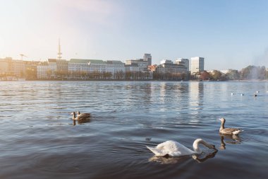 Kuğu ve geliştirerek Hamburg Alster Gölü üzerinde yüzen ördekler