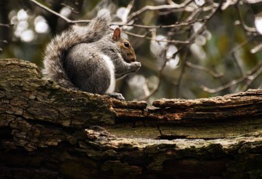 ağaç dalı yemek sincap