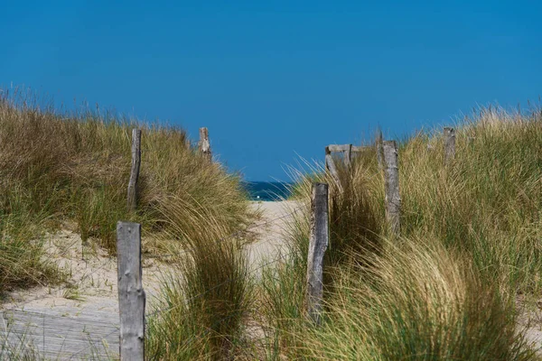 Sendero entre dunas cubiertas de hierba contra el mar y el cielo azul — Foto de Stock
