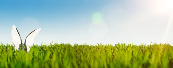 Felice banner di sfondo pasquale con orecchie di coniglio pasquale o coniglio in un lussureggiante campo verde contro il cielo limpido — Foto Stock