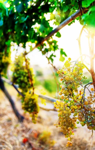 Altın güneş ışığında üzüm şarap bitkileri üzerinde olgun şarap üzüm — Stok fotoğraf