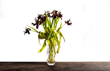 beyaz duvara karşı rustik ahşap masa üzerinde cam çiçek vazo soluk lale