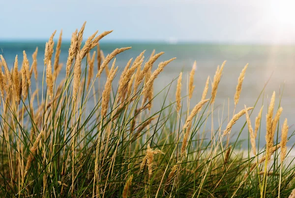 Strandgras gegen Meer und blauen Himmel — Stockfoto