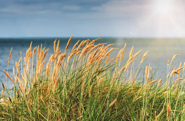 Strandgras gegen Meer und blauen Himmel — Stockfoto