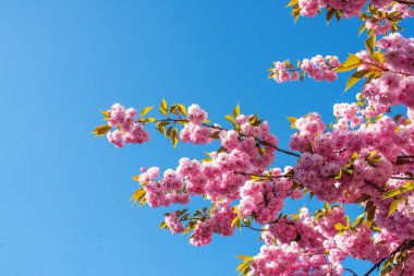 berrak mavi gökyüzüne karşı japon kiraz ağacı açan