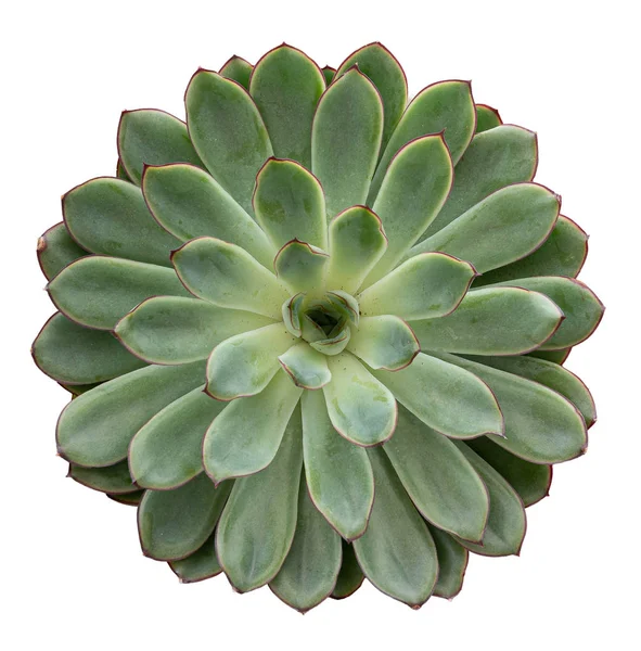 Potted succulent plant geïsoleerd op witte achtergrond — Stockfoto