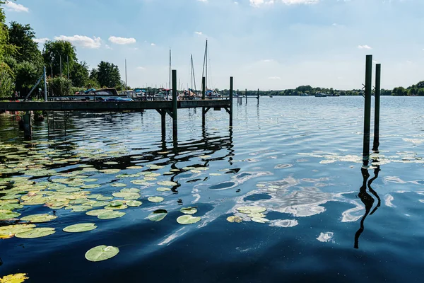 Seerosen an der Havel in der Nähe des Heiligensees, Berlin — Stockfoto