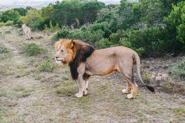 Samec a samice lvů proti zelené vegetaci — Stock fotografie