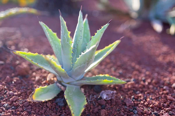 Zbliżenie roślin zielonych Aloe Vera — Zdjęcie stockowe