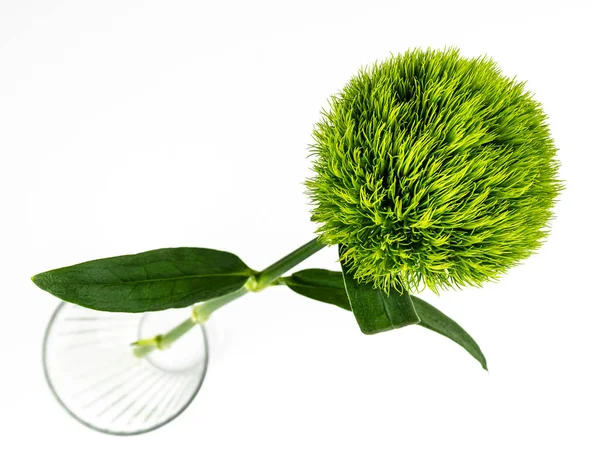 Hoog abgke uitzicht op singe Sweet William bloem Dianthus barbatus groene bal of groene teek — Stockfoto