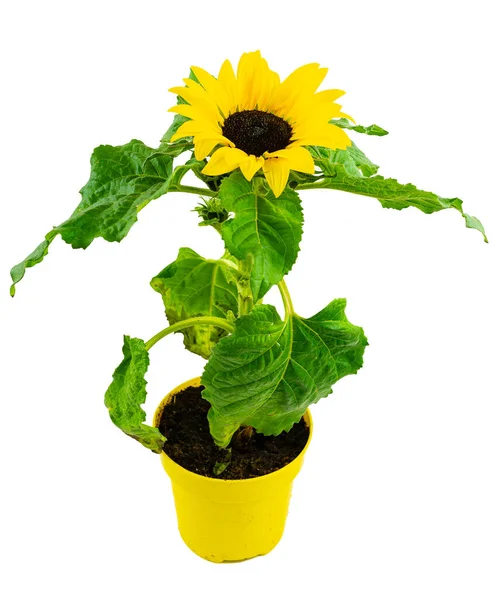 Hoge hoek uitzicht van potted bloeiende zonnebloem — Stockfoto