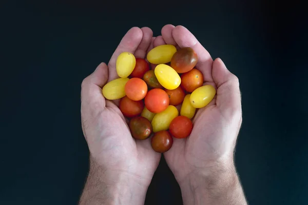 Vista superior das mãos segurando tomates cereja coloridos — Fotografia de Stock