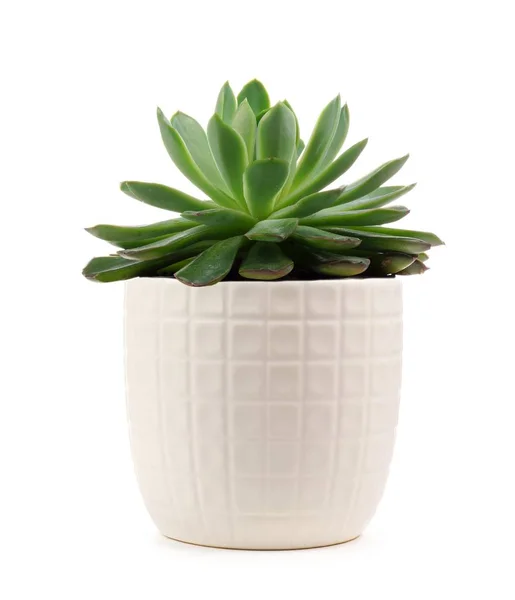 Petite Plante Succulente Intérieur Pot Blanc Isolée Sur Fond Blanc — Photo