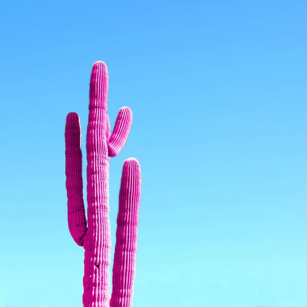 Cacto Néon Rosa Sobre Fundo Gradiente Azul Conceito Design Moda — Fotografia de Stock