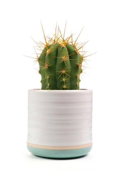 Liten Inomhus Kaktus Växt Vit Lerkruka Isolerad Vit Bakgrund — Stockfoto