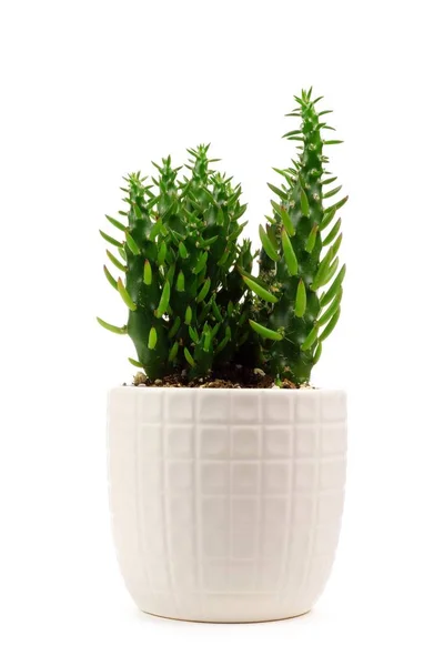 Kleine Indoor Cactus Plant Witte Klei Pot Geïsoleerd Een Witte — Stockfoto