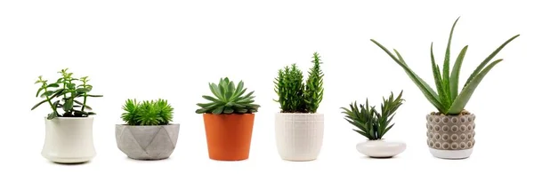 Groep Van Verschillende Indoor Cactussen Sappige Planten Potten Geïsoleerd Een — Stockfoto