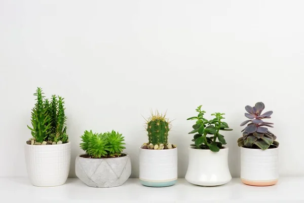 Groep Van Diverse Ingegoten Cactussen Succulenten Een Rij Zijaanzicht Witte — Stockfoto