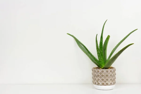 Aloe Vera Plant Cement Pot Side View White Shelf White — Stock Photo, Image