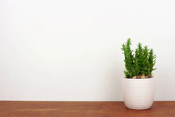 Indoor Kakteenpflanzen Einem Weißen Topf Seitenansicht Holzregal Vor Einer Weißen — Stockfoto