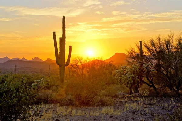 Vista Atardecer Del Desierto Arizona Con Cactus Montañas Saguaro —  Fotos de Stock
