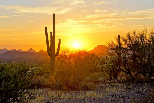 Arizona Çölü Saguaro kaktüs ve dağ gün batımı görünümü