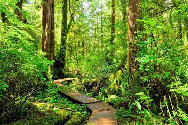 Jejak Boardwalk Melalui Hutan Hujan Berlumut Taman Nasional Pacific Rim — Stok Foto