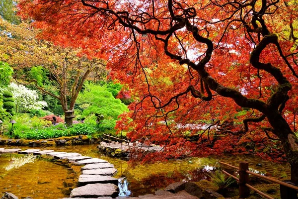 Pond Overhanging Red Japanese Maples Springtime Butchart Gardens Victoria Canada — Stock Photo, Image